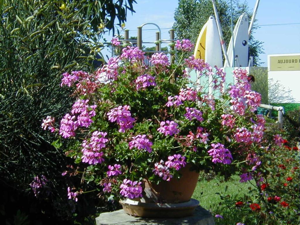 Camping De La Baie Hotel La Trinité-sur-Mer Buitenkant foto